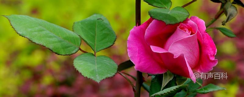 刺玫瑰的养殖方法及刺玫瑰介绍