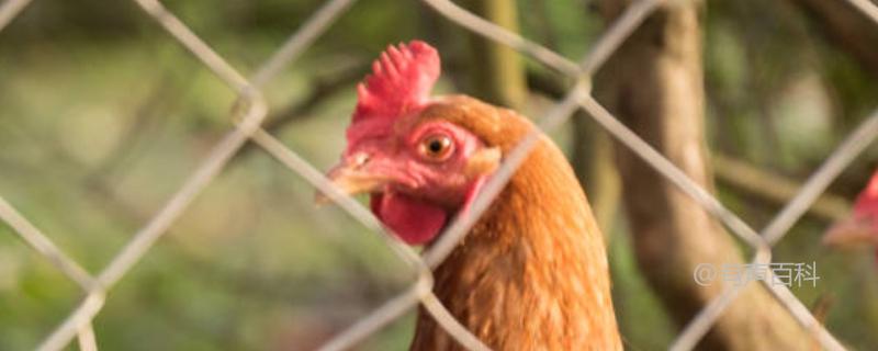 散养鸡的养殖方法及注意事项