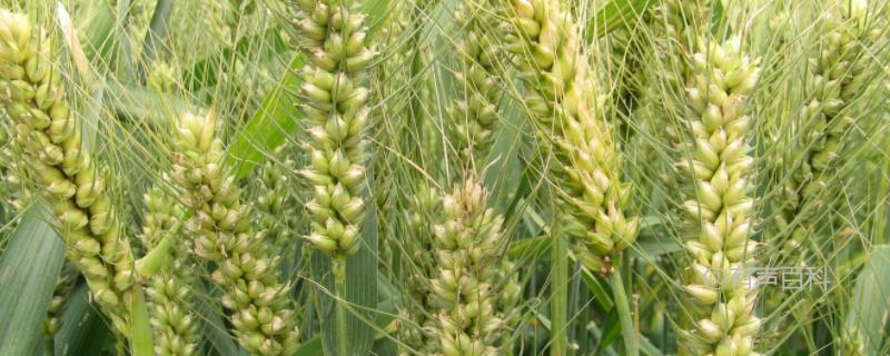 小麦常见病害及防治：白粉病和纹枯病的防治方