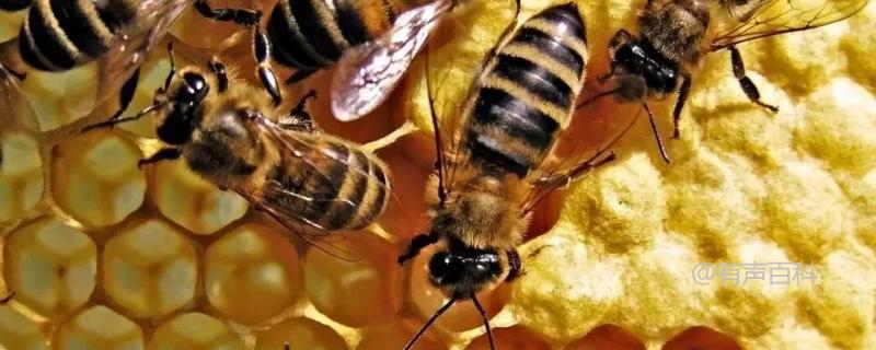 割蜜后为何蜜蜂离巢？蜜蜂离巢的原因有哪些？