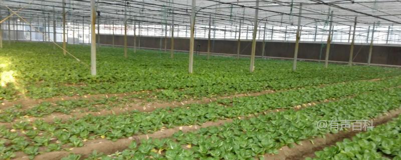 大棚有机蔬菜种植方法