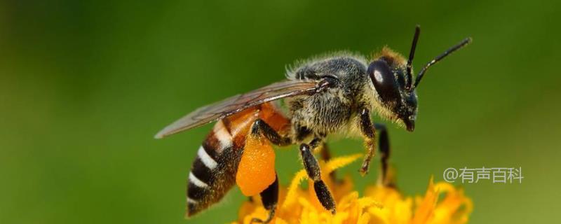 夏季蜜蜂管理及病害防治技巧