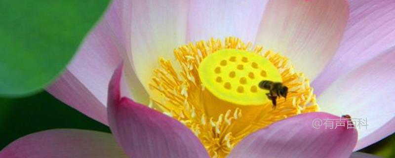 荷花粉是指荷花的花粉，是什么意思