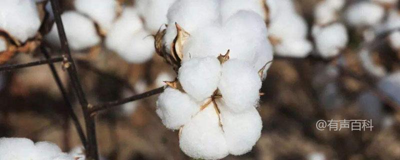 中生棉2号种植简介，4月底种植