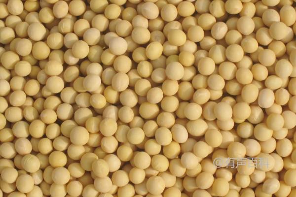 夏季播种适用的17个大豆品种推荐