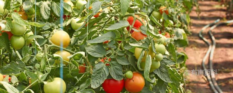 冬季番茄种植，如何施用钙肥，基肥每亩80-100公