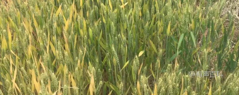 豫农911小麦品种特性及种植技巧分享：每亩适宜