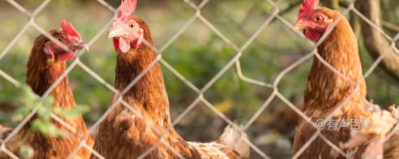 农村散养鸡技术，关注三个关键方面！