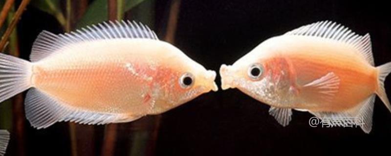 接吻鱼是卵生动物吗？属于卵生的鱼类