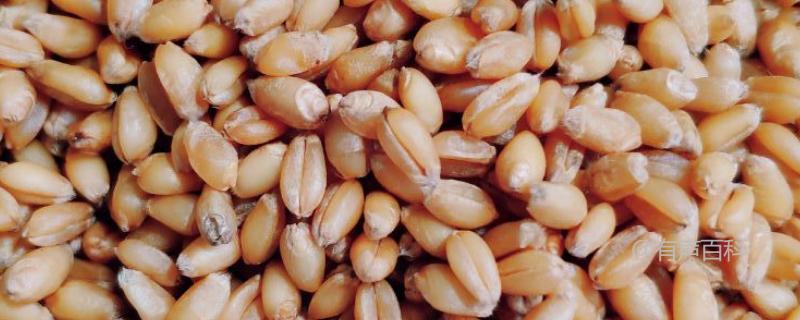 小麦种子与猫草种子的区别及特点详解