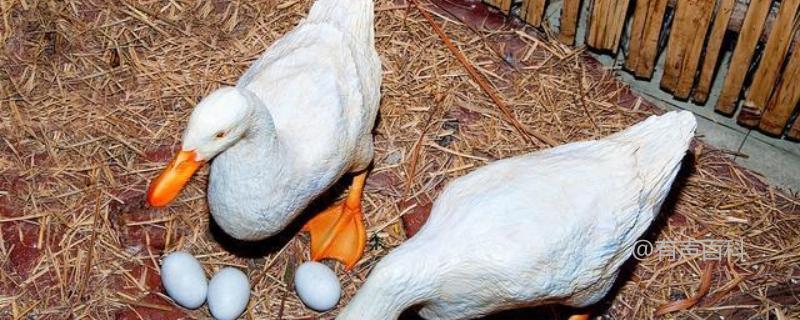 蛋鸭养殖密度是多少？常见的养殖方法有哪些？