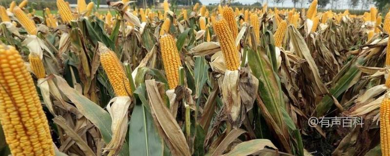 玉米施肥原则及方法，有机肥与无机肥结合使用
