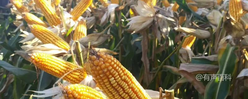 德育丰919玉米种子的特征特性及适宜播种期介绍