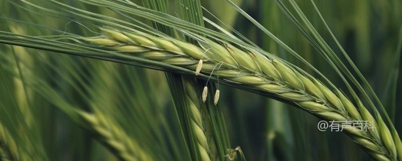 宁麦39小麦品种介绍，种植密度为每亩15万至16万