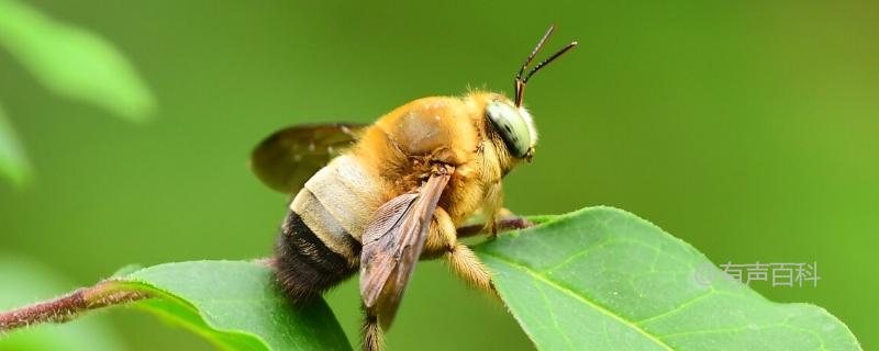 木蜂与熊蜂的区别及详细介绍
