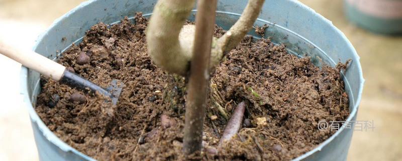 「盆栽植物种植技巧：为什么使用蚯蚓来松土花