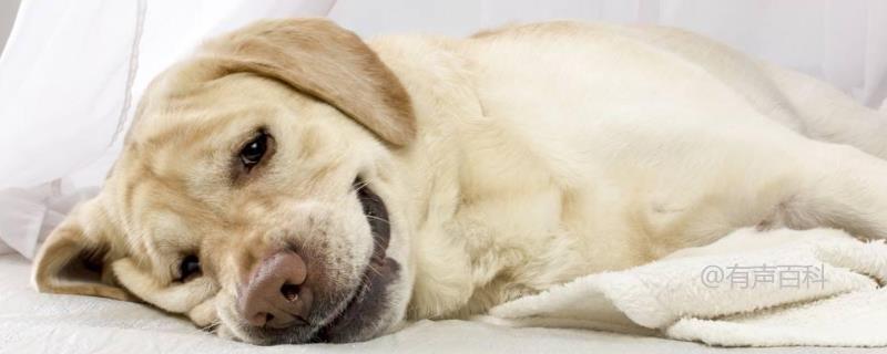 狗狗为什么会干咳？可能是喉咙被卡住等原因引
