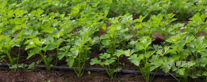 种植芹菜的土壤要求，疏松肥沃、富含有机质的