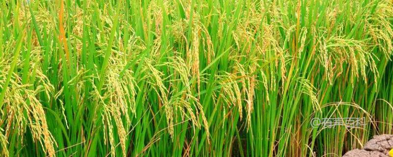 丝香优溢香水稻种子的特点及分蘖成穗期螟虫防