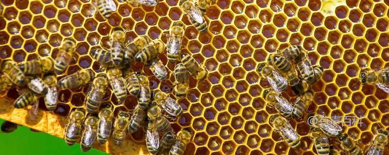 养蜜蜂的成本及不适合养蜂的人群