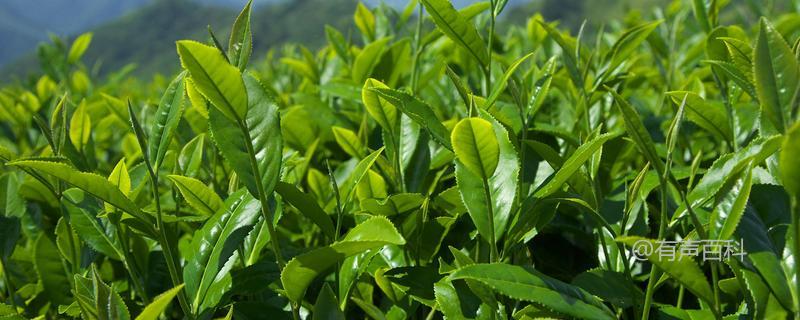 了解台湾高山茶的品种及价格