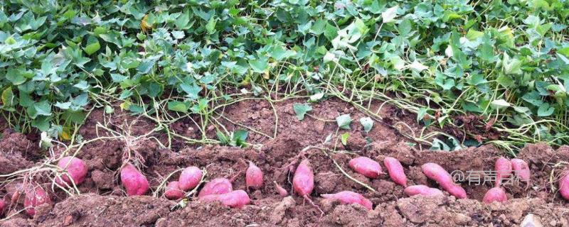 如何种植红薯并施足肥，高产可行吗？