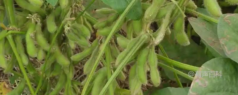 绥农131大豆种子特点及适宜播种时间