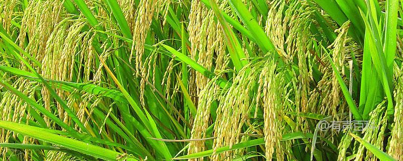 华中优9363水稻种子特点及病虫害防治技巧