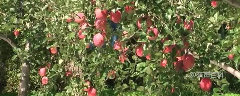 适合种植苹果的地区有哪些