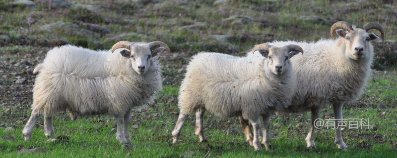 羊痘病症状与治疗，羊舍及时消毒关键