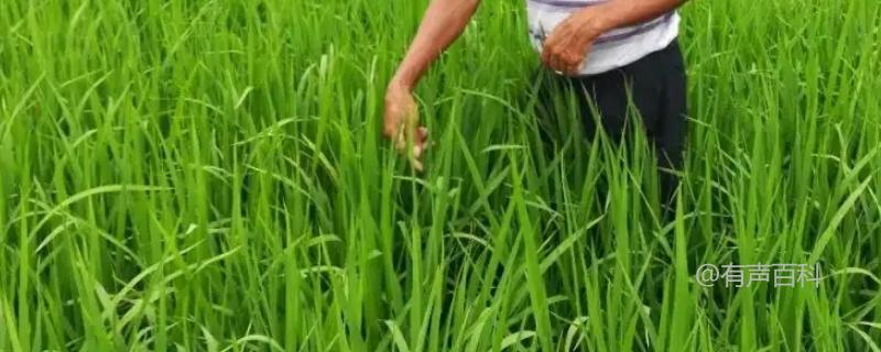 水稻孕穗期的控水施肥技巧