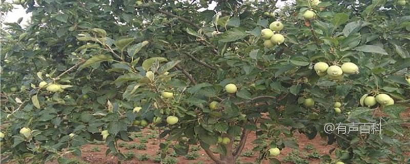 苹果树苗的来源及种植方法