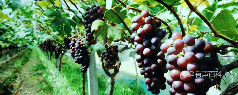 探究酿酒葡萄品种及其产地特点