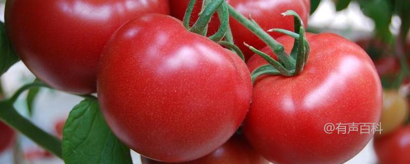 西红柿早疫病症状及防治技巧
