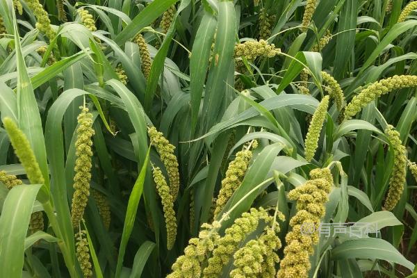 小米是什么农作物？ → 小米是什么植物？