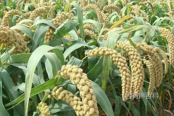 小米是什么农作物？ → 小米是什么植物？