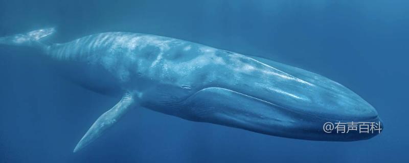 鲸鱼繁殖方式及胎生特征