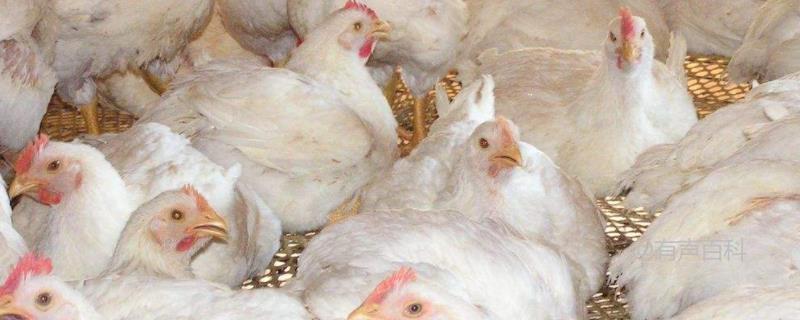 肉鸡养殖技术：温度随着生长逐步降低