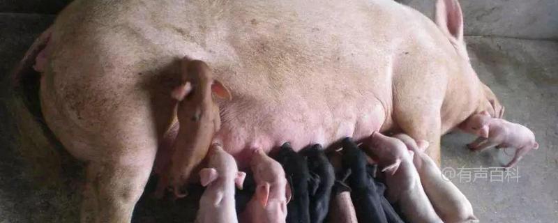 人工催情促发母猪发情排卵的方法及途径