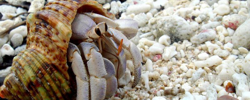 寄居蟹与海葵共生的原因及方式