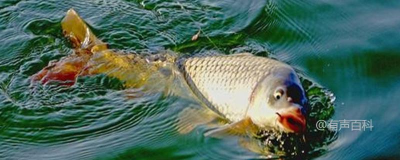 秋季钓鲤鱼的实用技巧及饵料配方分享