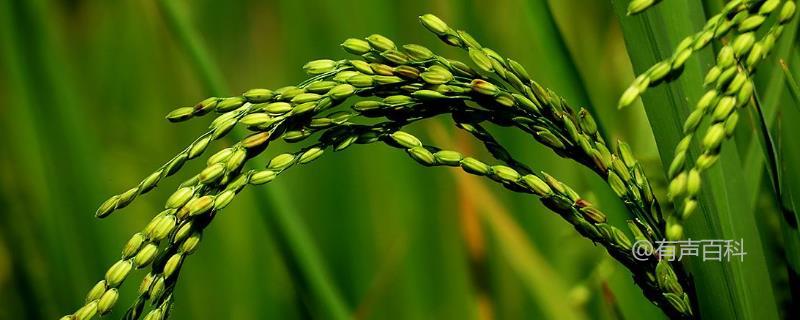 吉科稻651水稻品种介绍，4月中旬适宜播种