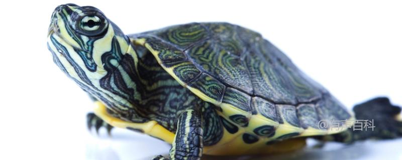 如何辨别乌龟的性别？乌龟几岁开始下蛋？