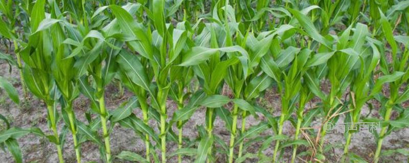 玉米秸秆空心的原因及气候、管理影响