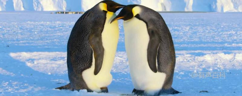 企鹅的交配习性：大多数企鹅属于一夫一妻制