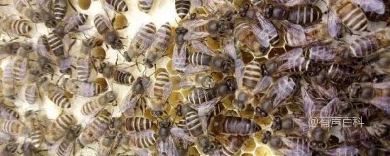 阿坝中蜂品种介绍-了解阿坝中蜂的特点和特征