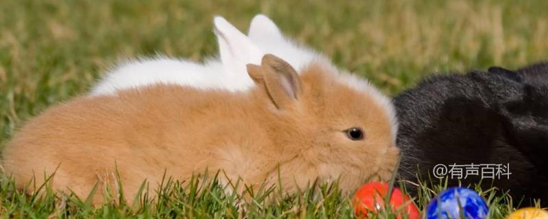兔子饲料配方大全，不同年龄段详细解说