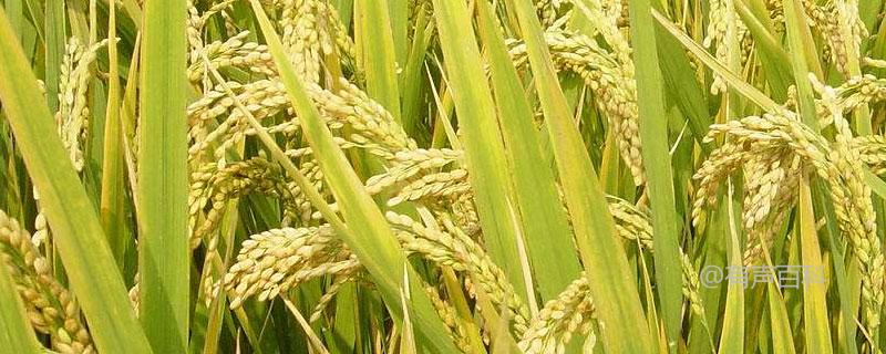 品种介绍：皖粳糯1802水稻，生长期全程约129.3天