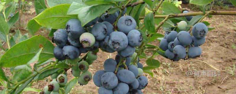 大棚蓝莓果实成熟时间及基本介绍
