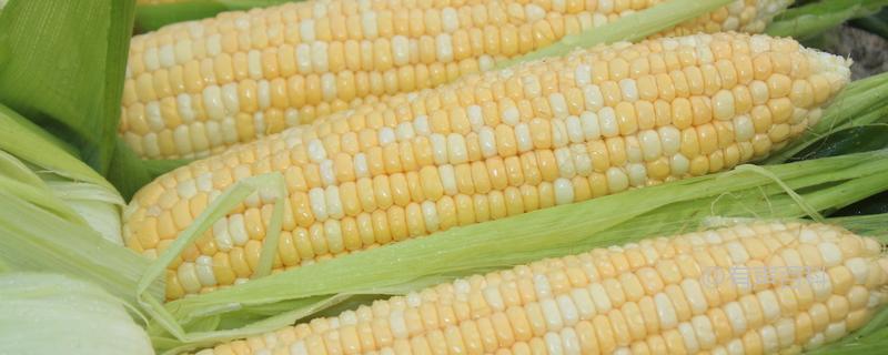春季玉米种植要点，良种选取至关重要